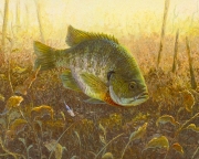 <h5>BLUEGILL</h5><p>11 x 14 signed and numbered edition of 250 Giclée Canvas prints Price: $125																																																																																																																																								</p>