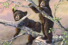 OUT ON A LIMB Black Bear Cubs