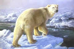 PACK ICE POLAR BEAR