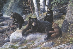 WISDOM OF THE WOODS
