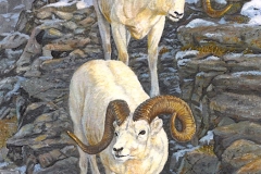 ON THE HIGH TRAIL Dall Sheep