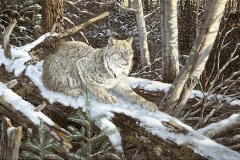 SNOW MOON Lynx