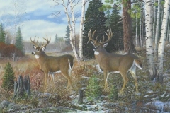 TALL TIMBER BUCKS