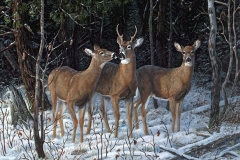WILD WHISPERS