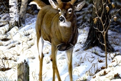 WHOPPER WHITETAIL
