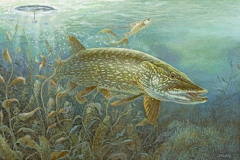 ICE PIKE Northern