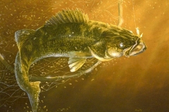 OUT OF THE NET WALLEYE