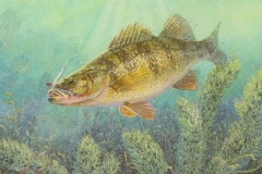 PERCH