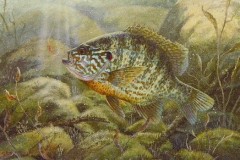 PUMPKINSEED