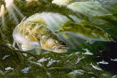 RIVER QUEEN Walleye