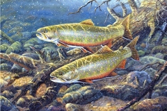TRANQUIL WATERS Brook Trout
