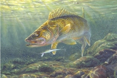 STRIKE ZONE Walleye