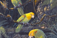 MYSTERIES OF THE RAIN FOREST Yellow Headed Amazon Parrots